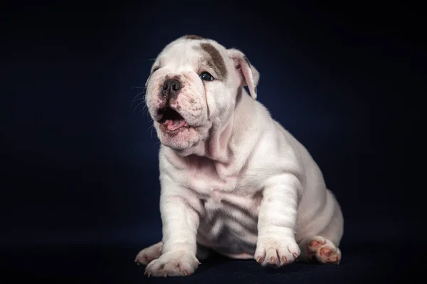 Anglais Bulldog Chiot Sur Fond Sombre — Photo