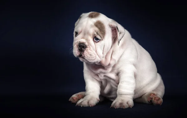 Koyu Arka Plan Üzerinde Ngilizce Bulldog Köpek Yavrusu — Stok fotoğraf