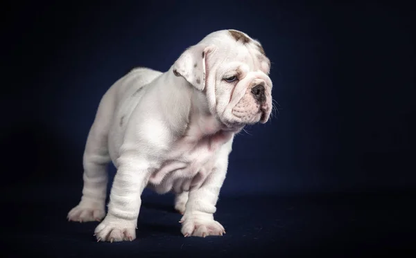 Koyu Arka Plan Üzerinde Ngilizce Bulldog Köpek Yavrusu — Stok fotoğraf