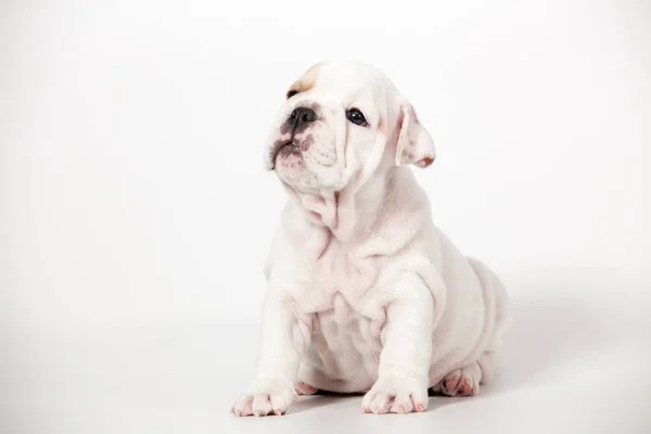 English Bulldog Puppy White Background — Stock Photo, Image