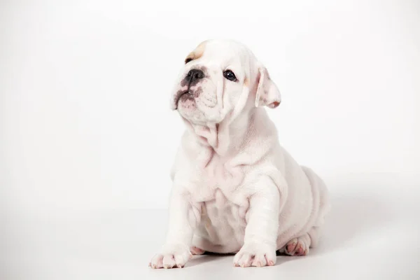 Chiot Bulldog Anglais Sur Fond Blanc — Photo