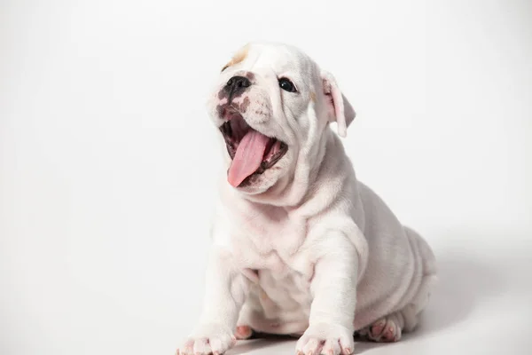 Beyaz Arka Plan Üzerinde Ngilizce Bulldog Köpek Yavrusu — Stok fotoğraf