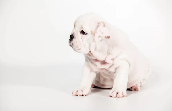 Bulldog Inglés Cachorro Sobre Fondo Blanco —  Fotos de Stock