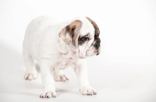 Chiot Bulldog Anglais Sur Fond Blanc — Photo
