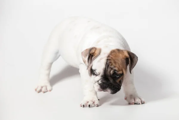 Chiot Bulldog Anglais Sur Fond Blanc — Photo