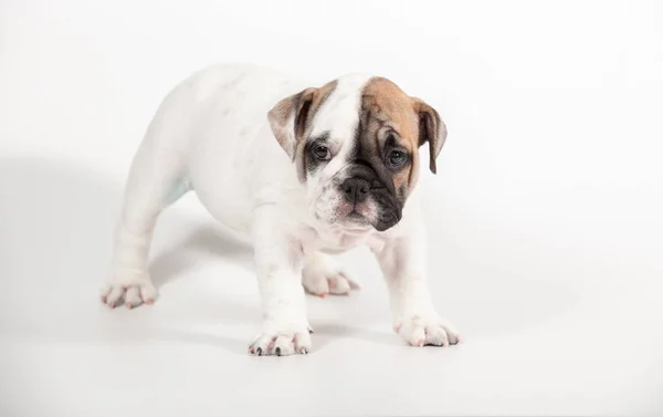 白い背景の上の英語ブルドッグの子犬 — ストック写真