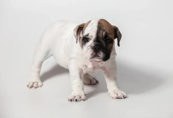 Beyaz Arka Plan Üzerinde Ngilizce Bulldog Köpek Yavrusu — Stok fotoğraf