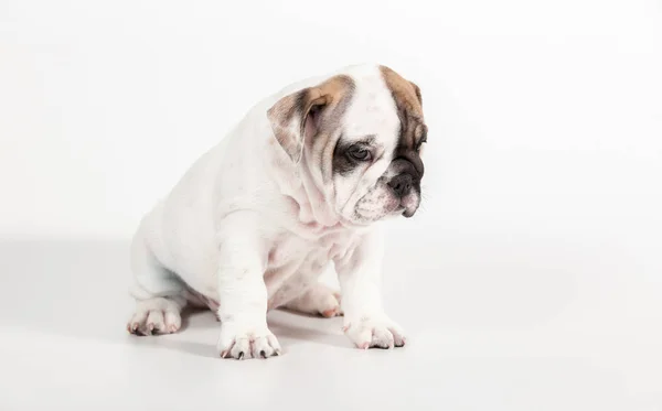 Engelsk Tyrannisera Hundvalp Vit Bakgrund — Stockfoto