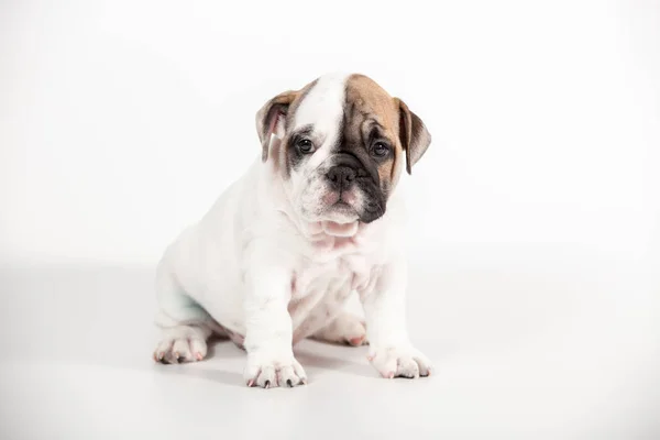 Chiot Bulldog Anglais Sur Fond Blanc — Photo