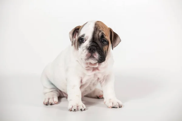 Chiot Bulldog Anglais Sur Fond Blanc — Photo