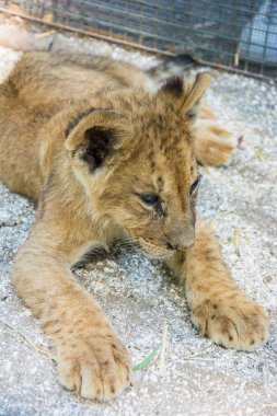 Close view of little young lion lying on ground