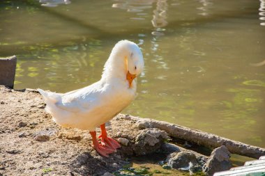 Göletin yanında duran beyaz kaz portresi