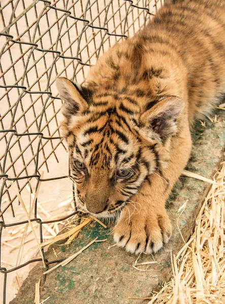 Κοντινό Πορτρέτο Του Μικρού Τίγρη — Φωτογραφία Αρχείου