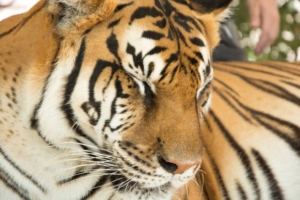 Retrato Tigre Bengala Listrado Selvagem Grande — Fotografia de Stock