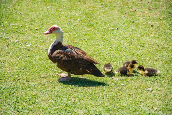 Mãe Pato Com Patinhos Andando Grama Verde — Fotografia de Stock