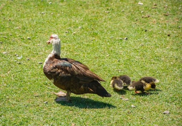 Mãe Pato Com Patinhos Andando Grama Verde — Fotografia de Stock