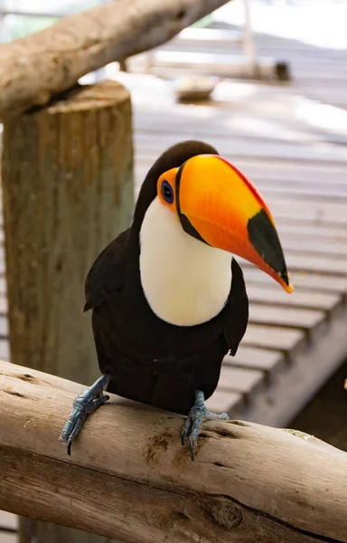 Retrato Tucán Multicolor Sudamericano Sentado Rama Zoológico Adulto Pájaro — Foto de Stock
