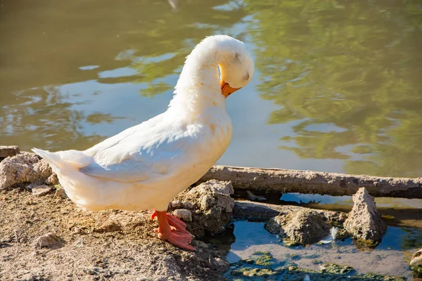 Porträtt Vit Gås Stående Bredvid Dammen — Stockfoto