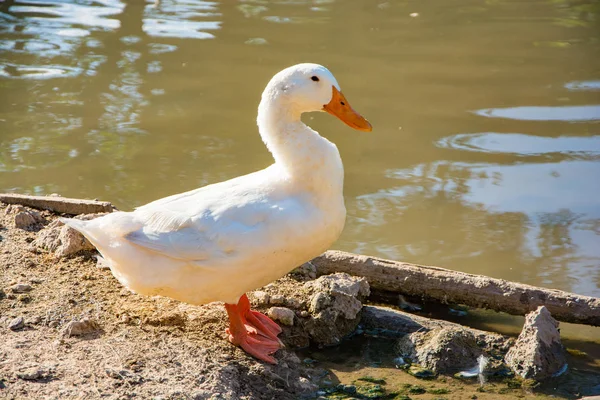 Portrait White Goose Standing Pond — Stock Photo, Image
