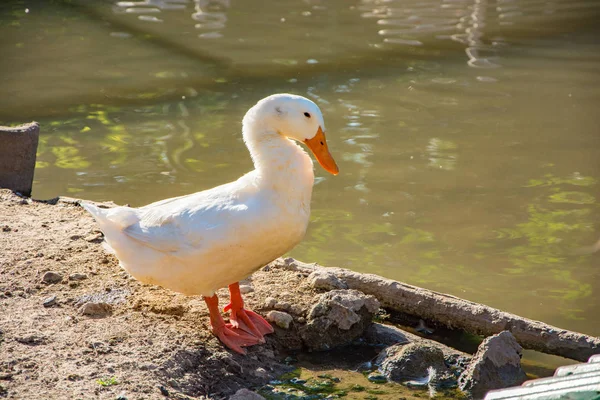 Portrait White Goose Standing Pond — Stock Photo, Image