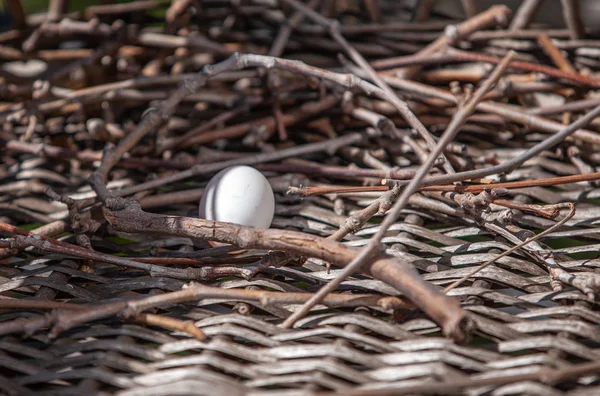 Close View White Little Egg Turtle Dove Wicker Armchair — Stock Photo, Image