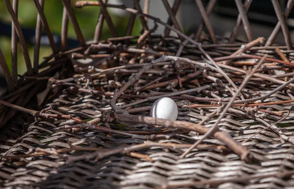 Close View White Little Egg Turtle Dove Wicker Armchair — Stock Photo, Image