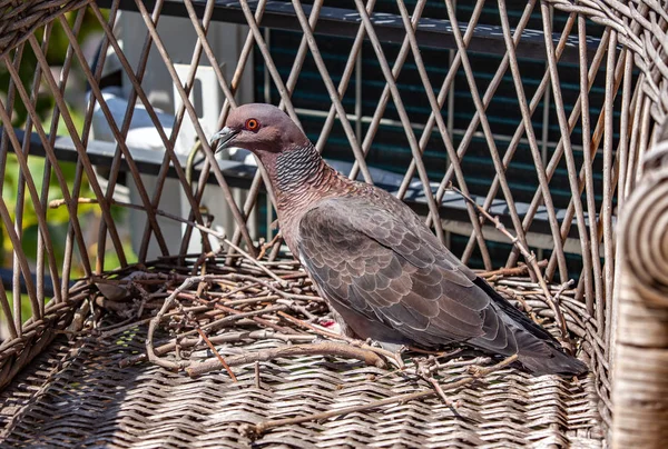 ウィッカーアームチェアに座っているカメの鳩の近くの眺め — ストック写真