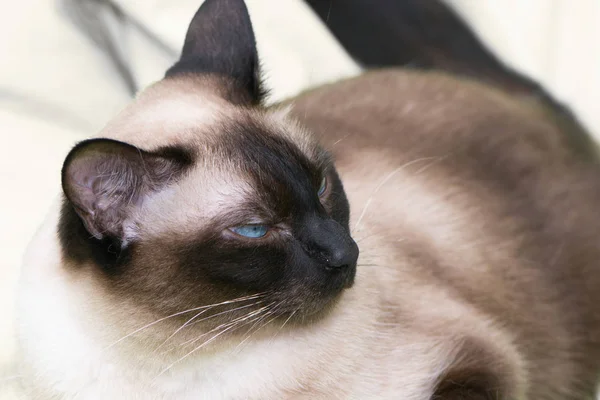 Porträt Einer Siamesischen Katze Mit Blauen Augen Die Auf Dem — Stockfoto