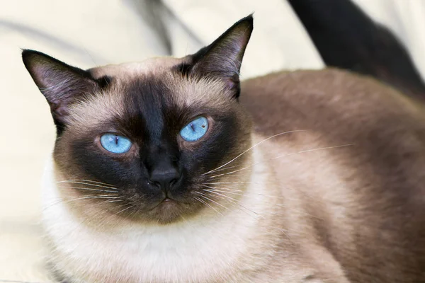 Porträt Einer Siamesischen Katze Mit Blauen Augen Die Auf Dem — Stockfoto