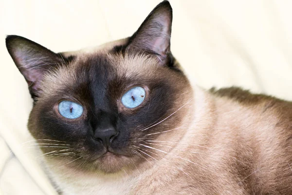 Porträt Einer Siamesischen Katze Mit Blauen Augen Die Auf Dem — Stockfoto