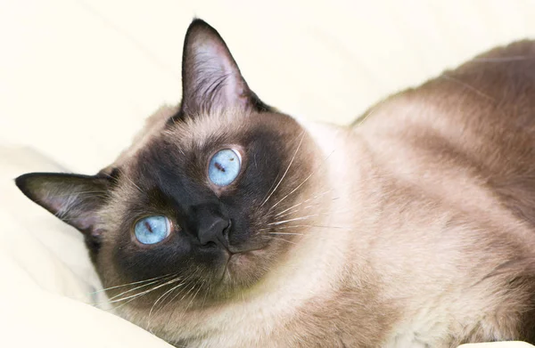 Porträt Einer Siamesischen Katze Mit Blauen Augen Die Auf Dem — Stockfoto