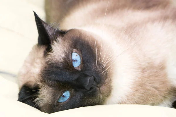 Porträt Einer Siamesischen Katze Mit Blauen Augen Die Auf Dem — Stockfoto