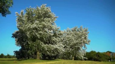 Ağaçların dalları ve yaprakları rüzgarda uçuşuyor. 