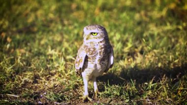 Çimenlerin üzerinde baykuş