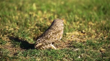 Çimenlerin üzerinde baykuş