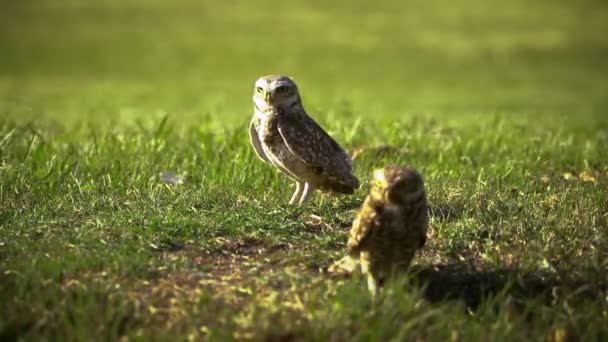 草地上的猫头鹰 — 图库视频影像