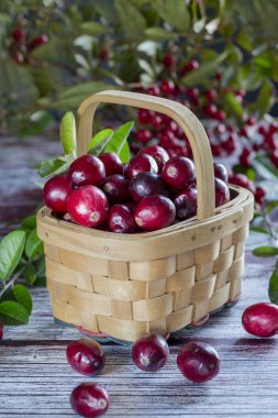 Orman unsurları ile bir kaba arka plan yakın çekim üzerinde bir sepet içinde İsveç kirazı