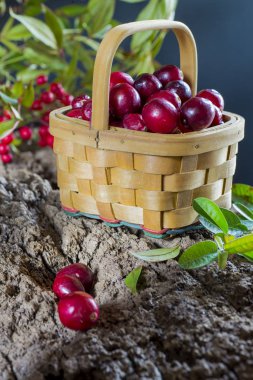 Orman unsurları ile bir kaba arka plan yakın çekim üzerinde bir sepet içinde İsveç kirazı