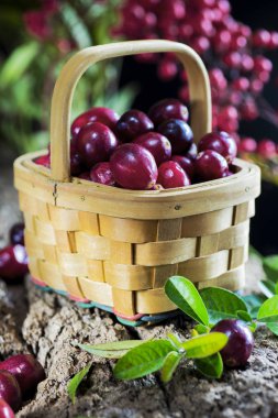 Orman unsurları ile bir kaba arka plan yakın çekim üzerinde bir sepet içinde İsveç kirazı