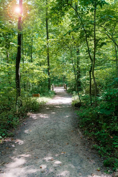 Stezka Lese Mezi Zelenými Stromy — Stock fotografie