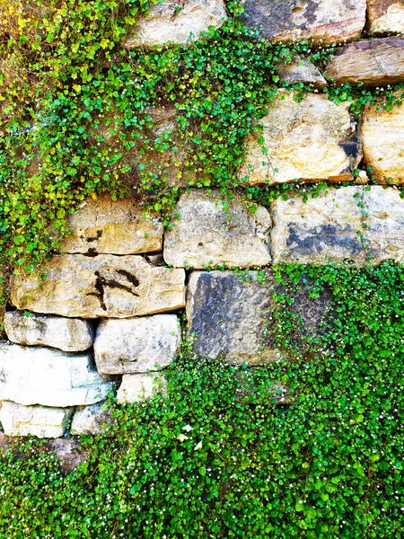 Zarośnięta Stara Ściana Kamienia — Zdjęcie stockowe