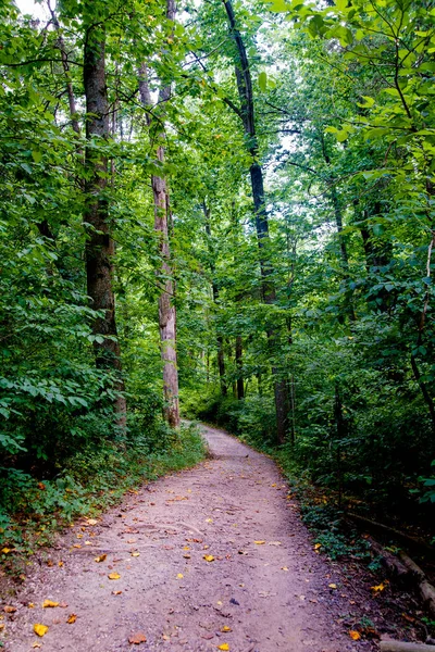 Stezka Lese Mezi Zelenými Stromy — Stock fotografie