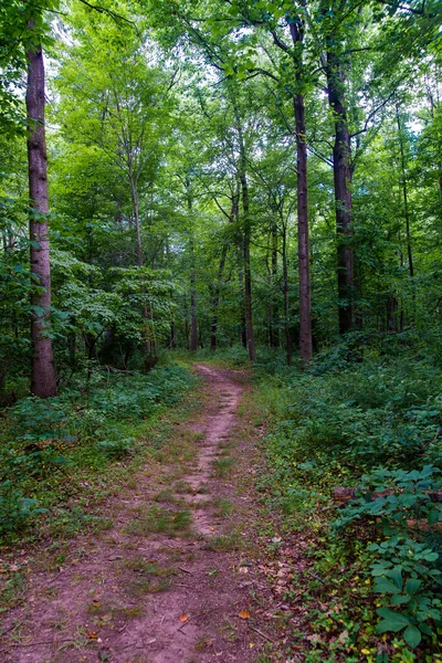 Bosque Camino Arbóreo América —  Fotos de Stock