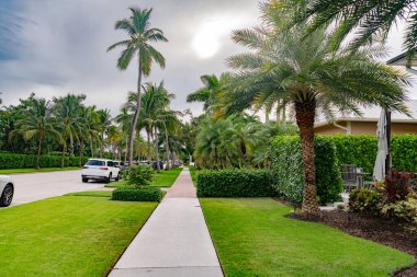 Veteriner, Elf Kedileri Kulaklarını Temizliyor. Kıvrık Kulaklı Egzotik Hayvan