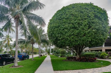Veteriner, Elf Kedileri Kulaklarını Temizliyor. Kıvrık Kulaklı Egzotik Hayvan