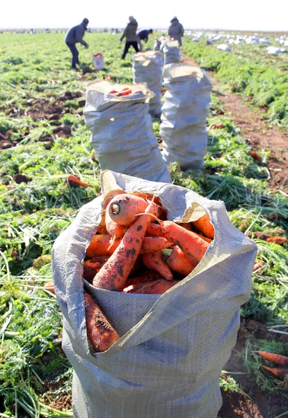 Zanahorias grandes recogidas en el campo — Foto de Stock