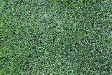 Yeşil çim closeup doku