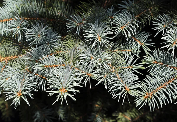 Die Zweige Der Blaufichte Aus Nächster Nähe Blaufichte Grün Picea — Stockfoto