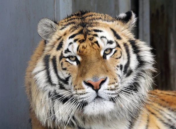 Blickt Der Tiger Großaufnahme Grinsend Nach Vorne Wuscheltiger Zoo — Stockfoto