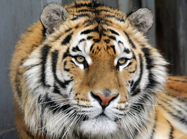 Mooie Tijger Close Ussuri Tiger Opgenomen Het Rode Boek — Stockfoto